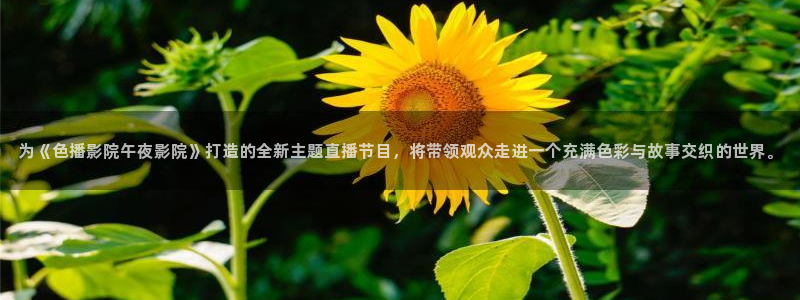 午夜影院热门电视剧有哪些